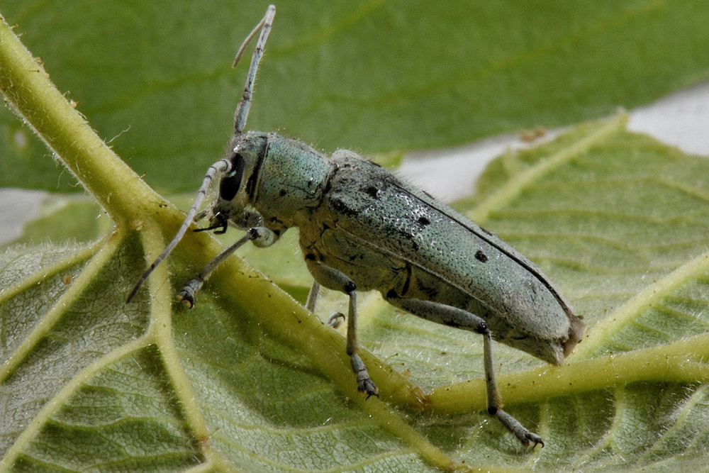 Cerambycidae: Saperda octopunctata e Saperda punctata